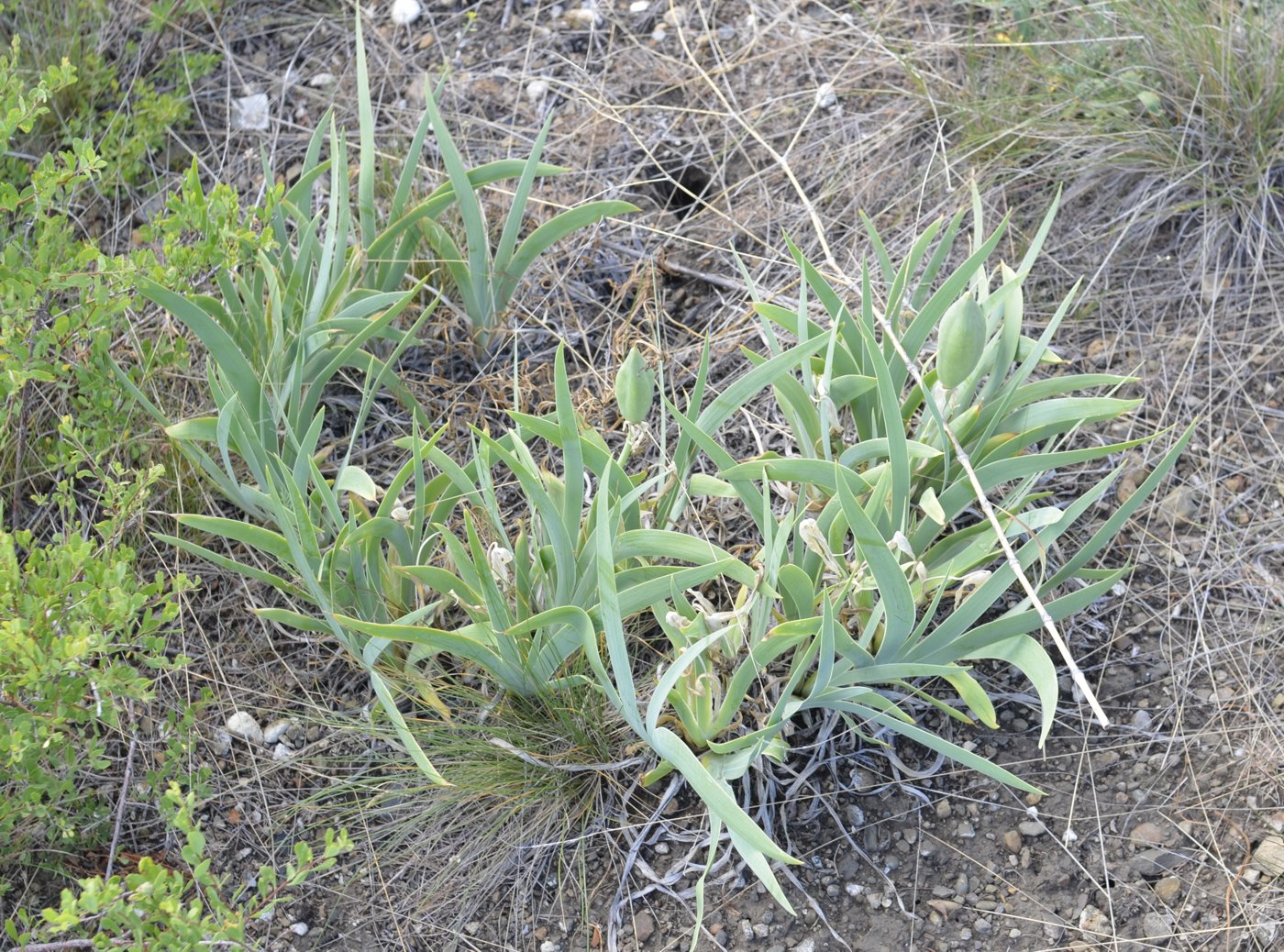 Изображение особи Iris glaucescens.