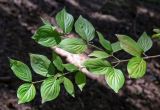 Cornus mas