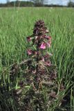 Pedicularis palustris