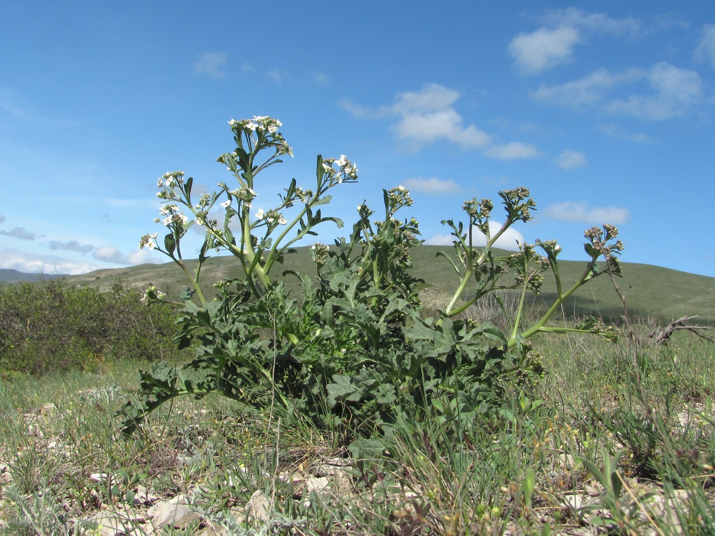 Изображение растения Crambe gibberosa.