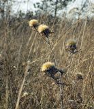 Carlina biebersteinii