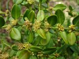 Buxus разновидность insularis