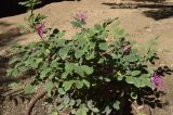 Loropetalum chinense var. rubrum