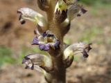 Orobanche cernua. Часть соцветия. Испания, Канарские о-ва, о. Гран Канария, муниципалитет San Bartolome de Tirajana, окр. населённого пункта Monte León, полупустынное кустарниковое сообщество, на Launaea arborescens. 1 марта 2010 г.