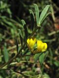 Hippocrepis multisiliquosa