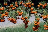 Pyracantha coccinea