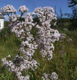 Valeriana transjenisensis. Соцветие. Магаданская обл., окр. г. Магадан, разнотравная поляна у дороги. 02.09.2021.