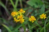 Solidago virgaurea ssp. dahurica