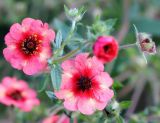 Potentilla nepalensis