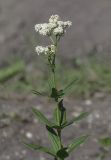 Galium rubioides