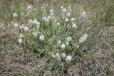 Astragalus onobrychis. Цветущее растение. Казахстан, Акмолинская обл., Тенгиз-Кургальджинская впадина, Кургальджинский запов., степь. 17 июня 2022 г.