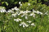 Clematis hexapetala