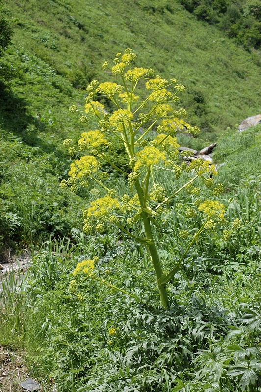 Изображение особи Ferula inciso-serrata.