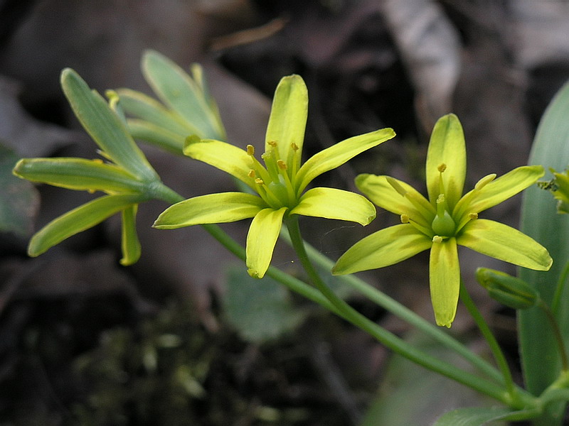 Изображение особи Gagea lutea.