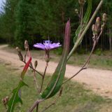 Lactuca tatarica