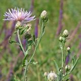 род Centaurea