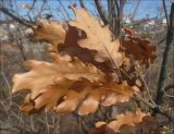 Quercus pubescens