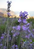 Lavandula angustifolia. Верхушка побега с соцветием. Южный берег Крыма, над Гурзуфом, заброшенное лавандовое поле. 21 июня 2012 г.