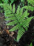 Dryopteris goeringiana. Вайя. Приморский край, г. Находка. 17.06.2012.