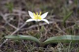 Tulipa bifloriformis