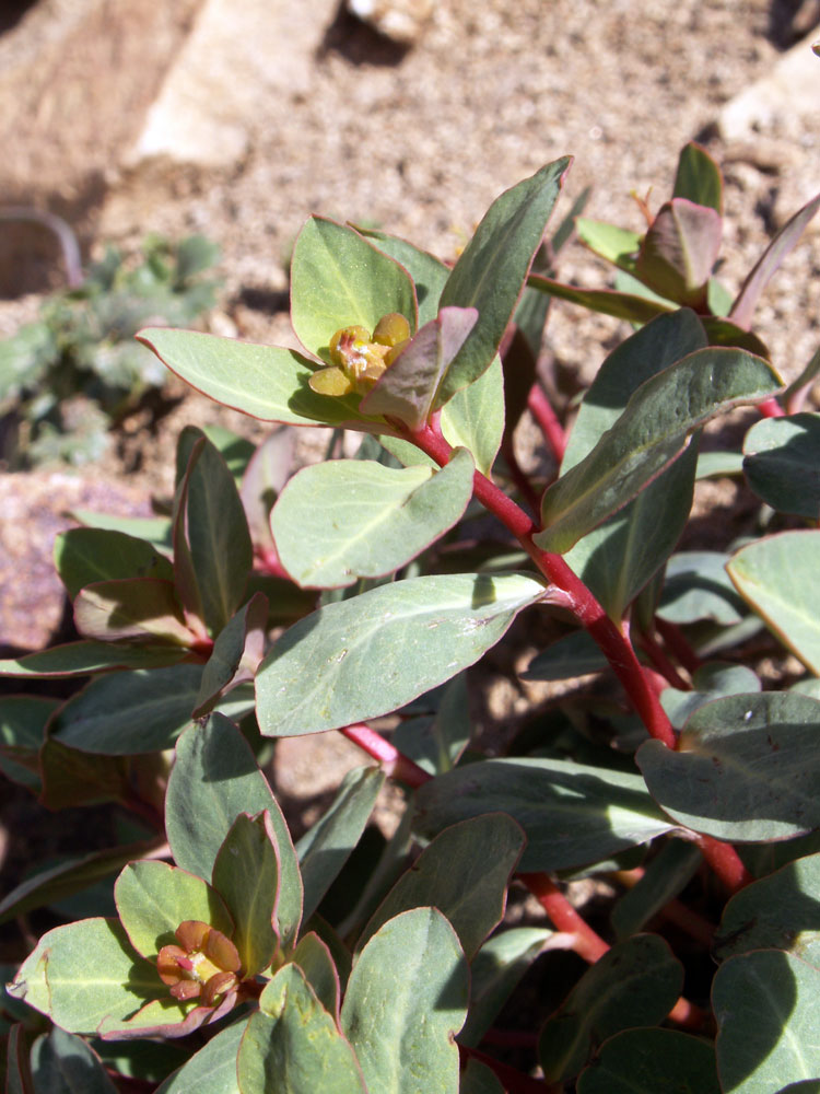 Изображение особи Euphorbia monocyathium.