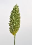 Phalaris minor