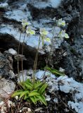 Pinguicula alpina. Цветущее растение. Архангельская обл., Пинежский р-н, окр. Пинежского заповедника, на обнажении горной породы в карстовом логу. 21.06.2013.