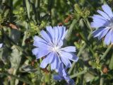 Cichorium intybus