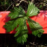 Potentilla argentea