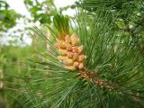 Pinus pumila