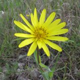 Tragopogon brevirostris. Верхушка побега с соцветием. Краснодарский край, г. Новороссийск, гора Большой Маркотх. 03.05.2014.