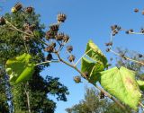 Abutilon theophrasti. Часть плодоносящего растения. Краснодарский край, окр. Сочи, рудеральное место. 07.10.2014.