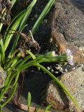 Tripolium pannonicum подвид tripolium. Верхушка цветущего растения. Карелия, п-ов Киндо, губа Кислая. 14.09.2009.