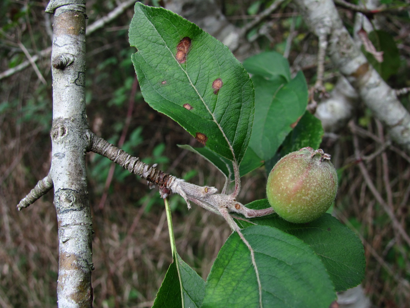 Изображение особи Malus sylvestris.