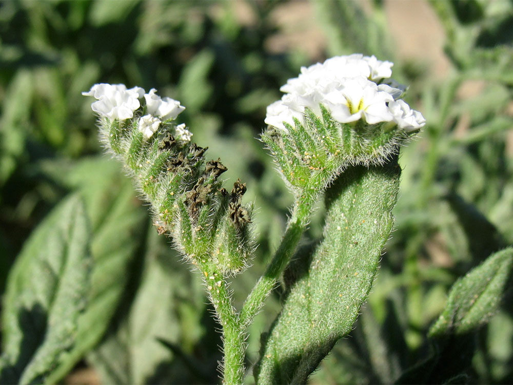 Изображение особи Heliotropium erosum.