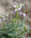 Dontostemon senilis