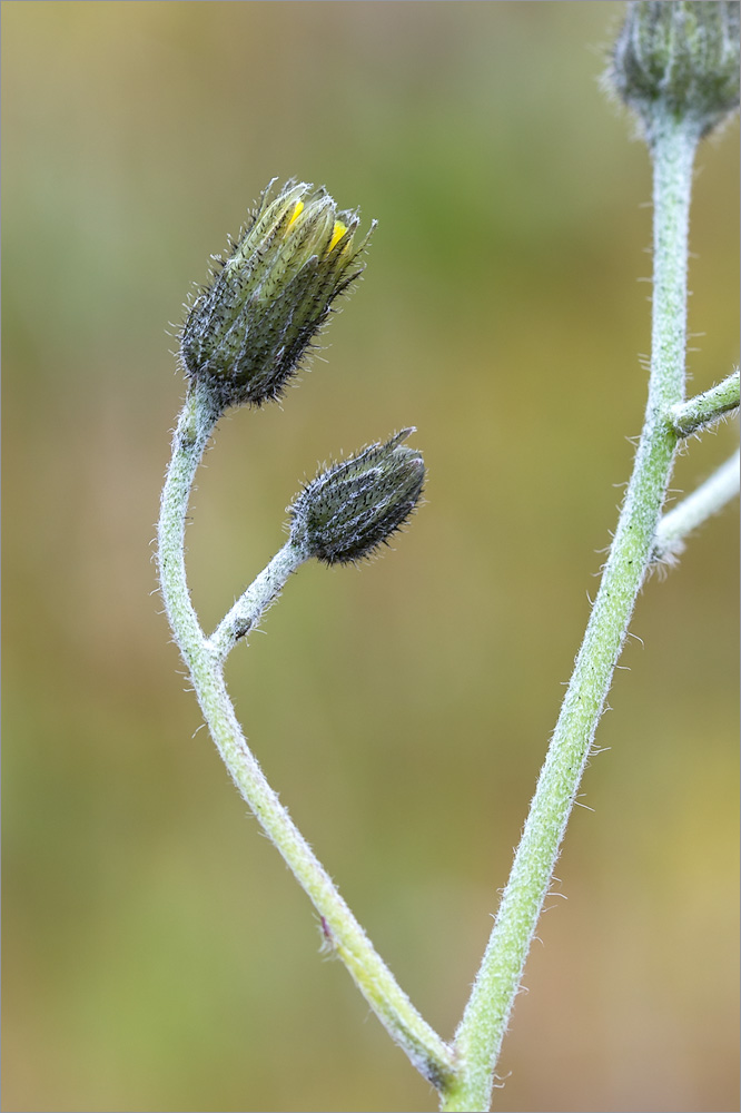 Изображение особи род Hieracium.