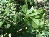 Euonymus europaeus