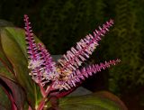 Cordyline fruticosa