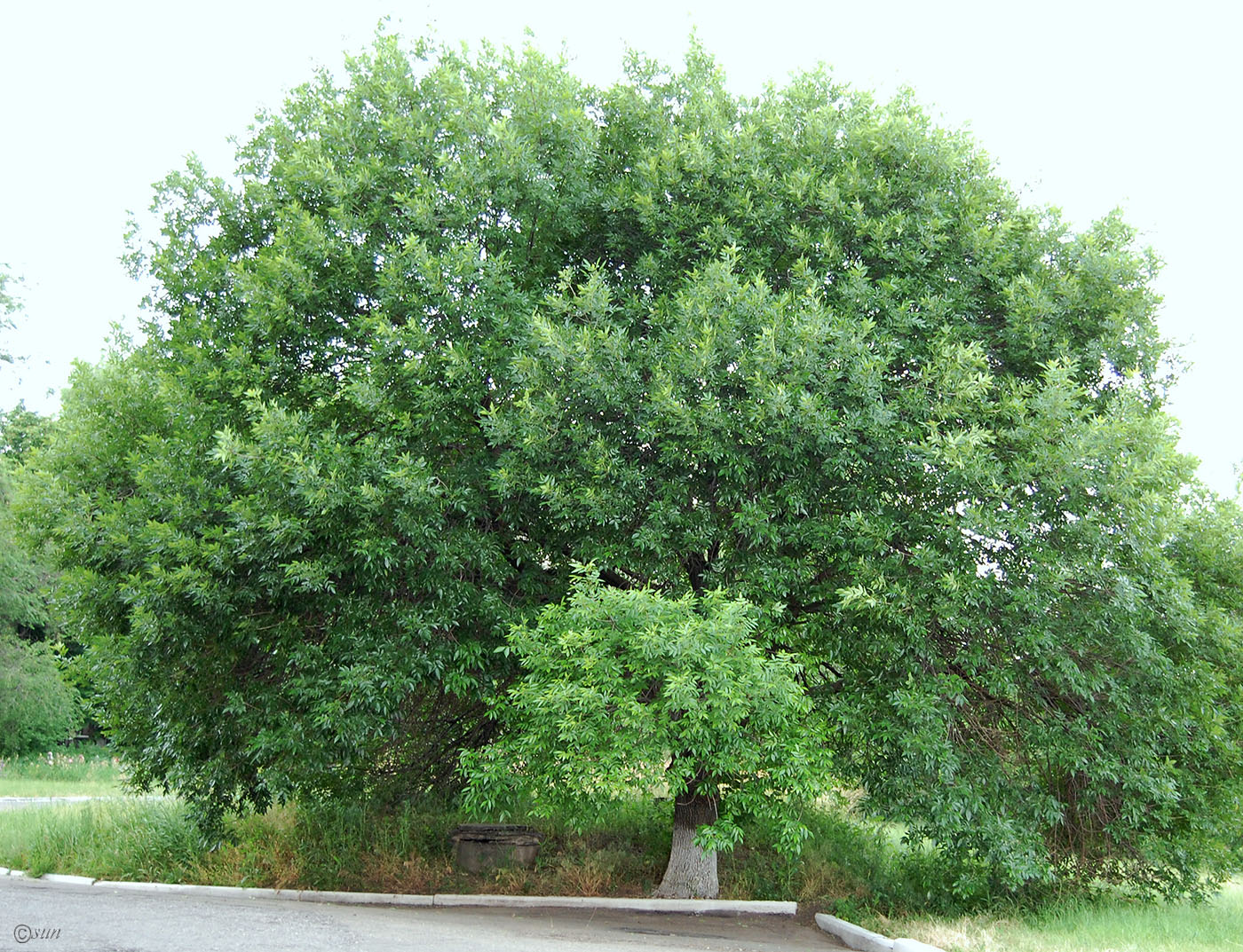 Изображение особи Fraxinus pennsylvanica.