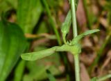 Cichorium endivia