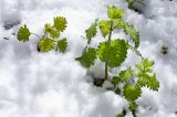 Urtica dioica. Молодые побеги. Республика Алтай, Шебалинский р-н, окр. с. Камлак, правый борт долины р. Сема, надпойменная терраса, сосновый лес с примесью берёзы. 04.05.2017.