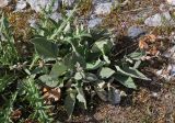 Phlomoides canescens. Отцветающее растение. Таджикистан, Фанские горы, ущелье Куликалон, ≈ 2700 м н.у.м., сухой склон. 04.08.2017.