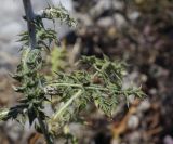 Echinops ruthenicus. Лист в средней части побега. Крым, городской округ Ялта, Ай-Петринская яйла, обрывистый, каменистый склон. 14.08.2017.