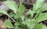 Erigeron annuus