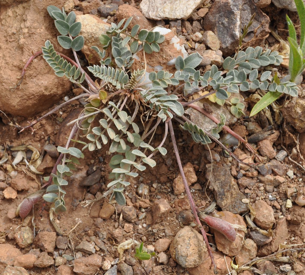 Изображение особи Astragalus spruneri.