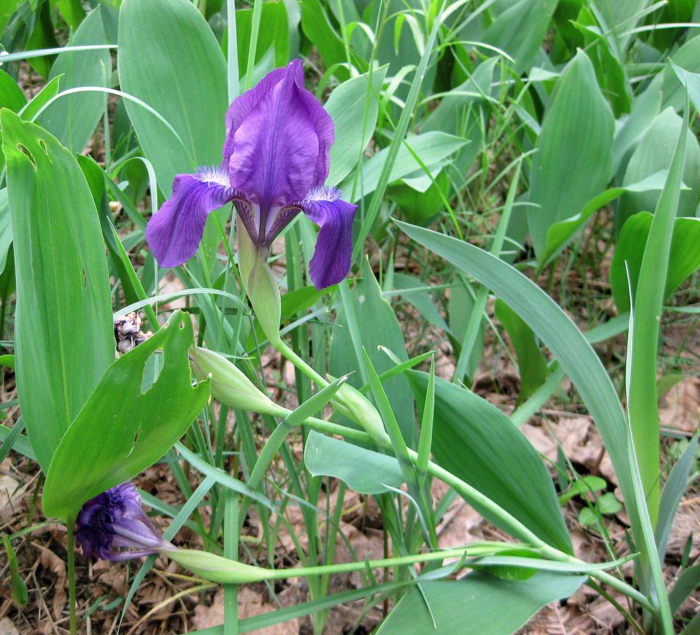 Image of Iris hungarica specimen.