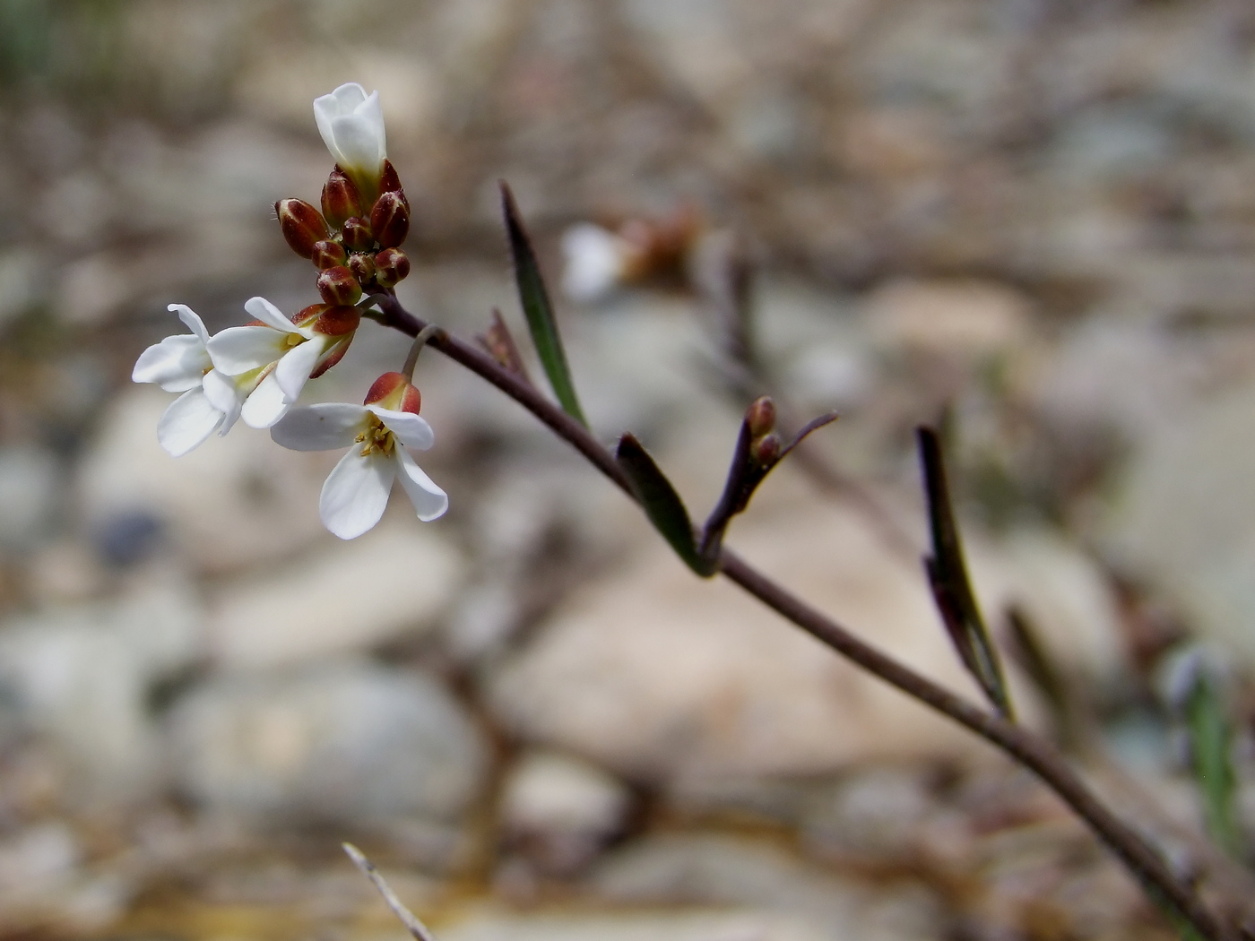 Изображение особи Arabidopsis lyrata.