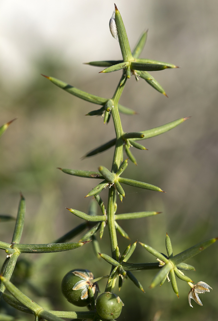 Изображение особи Asparagus aphyllus.