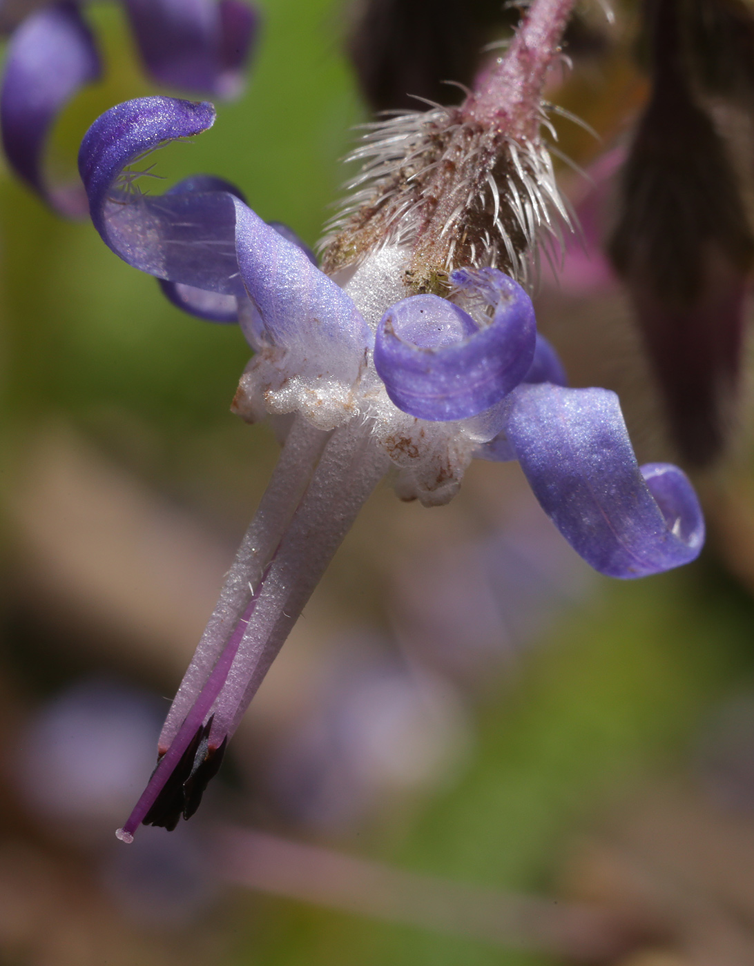 Изображение особи Trachystemon orientalis.